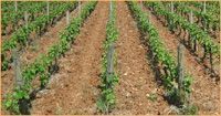 Domaine Jean-Marc Bouley